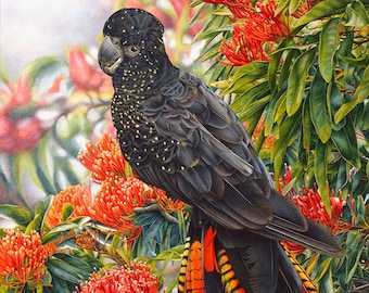 Red Tailed Black Cockatoo and Tree Waratah