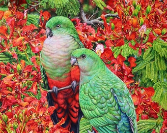 King Parrots and Poinciana - Australian Fine Art Print