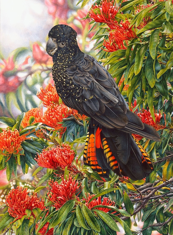 Red Tailed Black Cockatoo And Tree Waratah Etsy