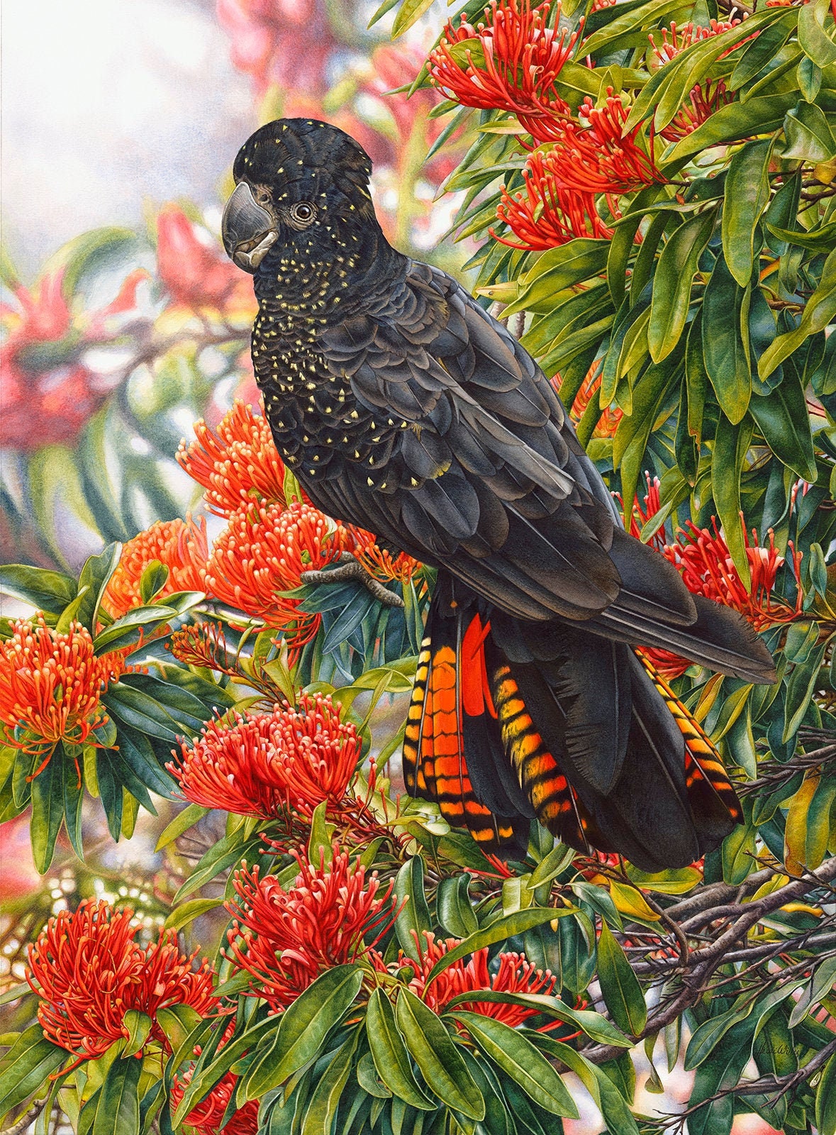 Tailed Black Cockatoo Tree Waratah - Etsy