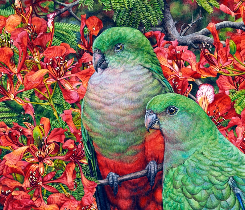 King Parrots and Poinciana Australian Fine Art Print image 2