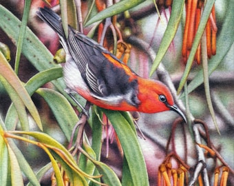 Scarlet Honeyeater and Mistletoe