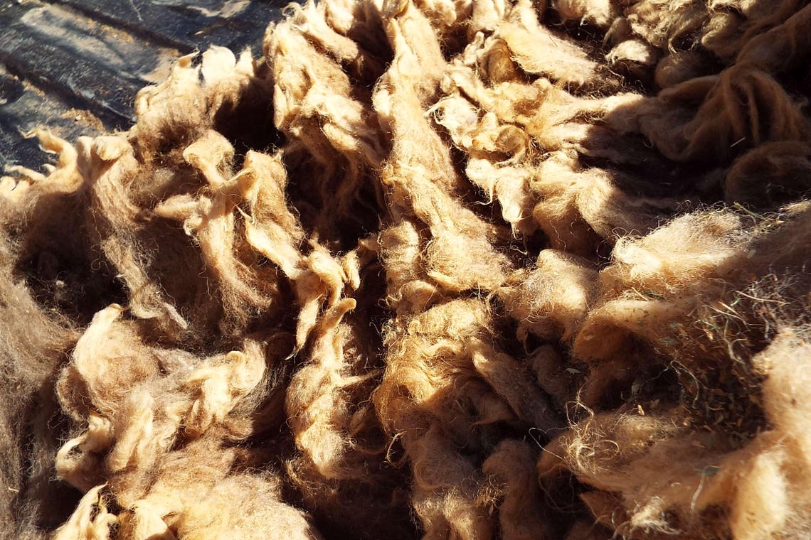 Raw Navajo-churro Sheep Wool Tan / Gray 6 Ounces of Raw - Etsy
