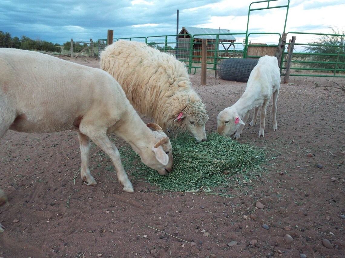 Navajochurro Sheep Wool Roving White 6 Ounces Etsy