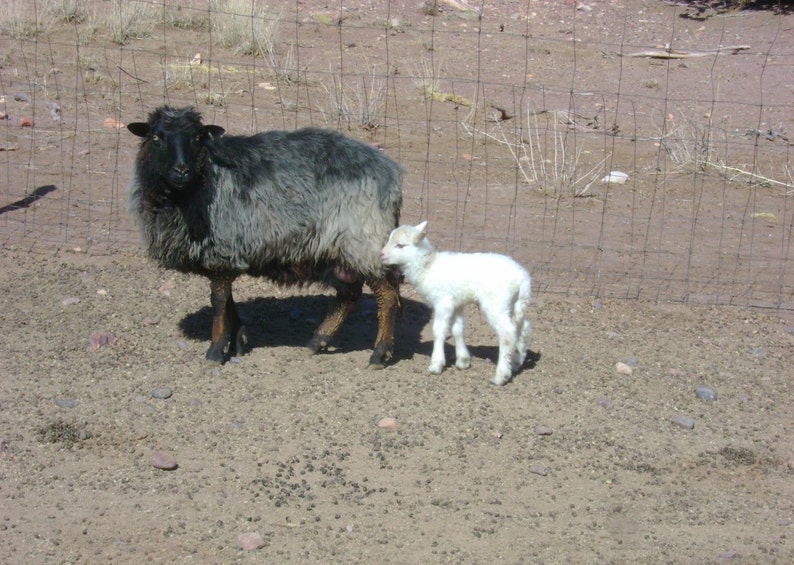 Organic Navajo-Churro Sheep Manure Dried and Sifted FREE SHIPPING image 4