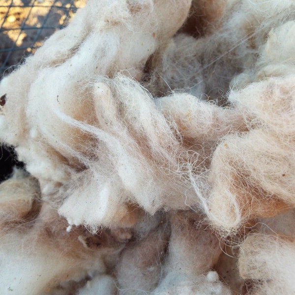 Raw Sheep Wool  - Belly Scraps, Skirting & Second Cuts Scraps