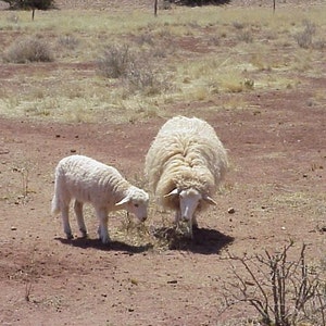 Navajo-Churro Organic Sheep Manure 4x6 Tea Bags Make Organic Manure Compost Tea FREE SHIPPING image 3