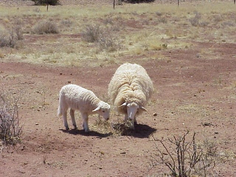 Navajo-Churro Organic Sheep Manure 4x6 Tea Bags Make Organic Manure Compost Tea FREE SHIPPING image 3