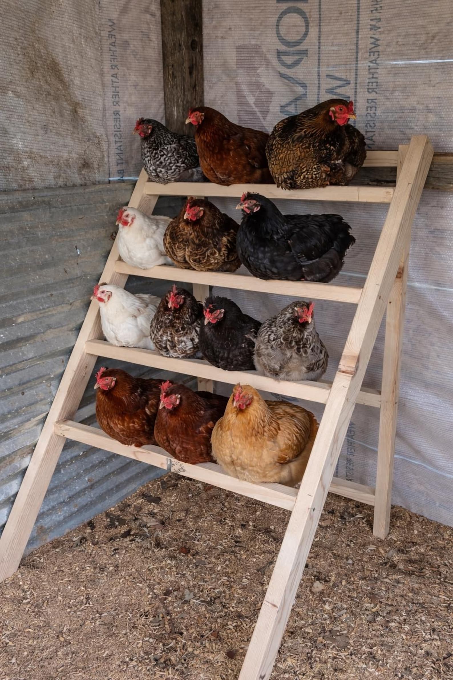 Roosting Rails Chicken Roosting Bar | Freestanding or Wall-mounted Roost | Holds up to ...