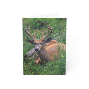 Whitetail Buck in Michigan&#39;s Upper Peninsula - Greeting Cards (1, 10, 30, 50 pcs), Notes, Postcards, Correspondence, Paper Goods