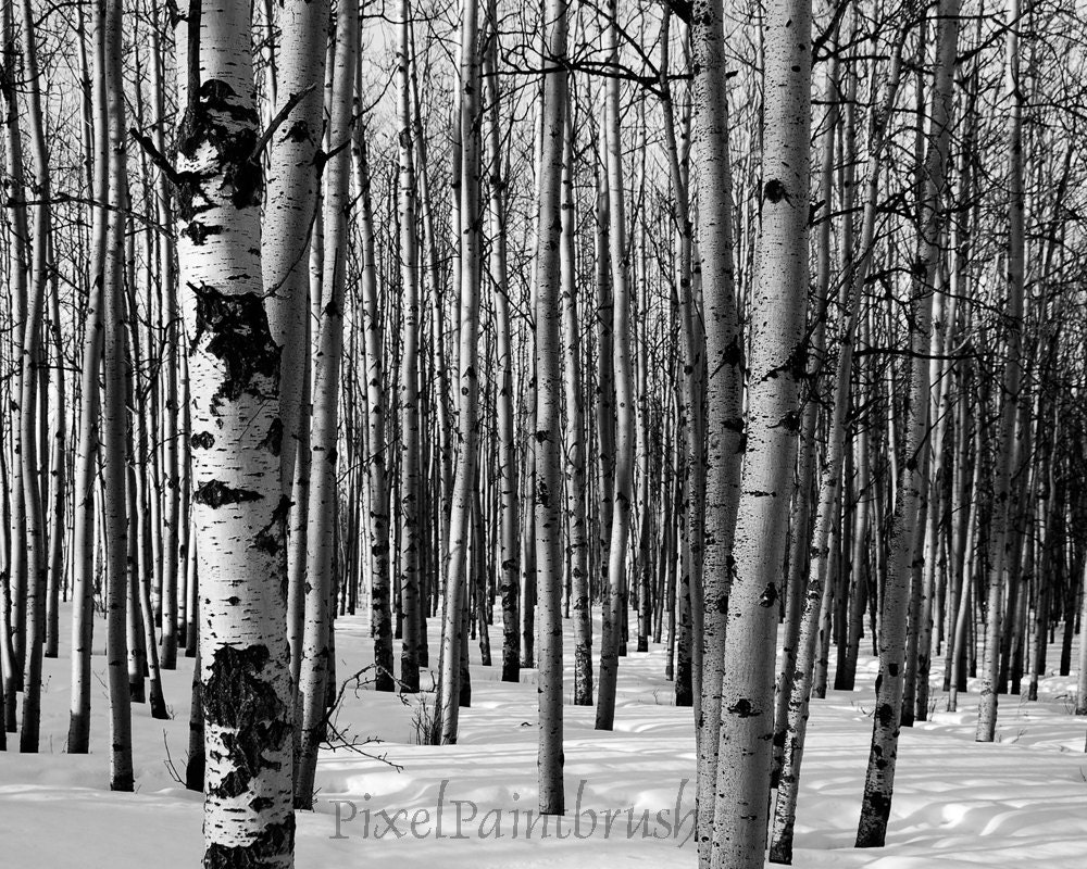 Winter birch bead 73 Winter birch bead 63