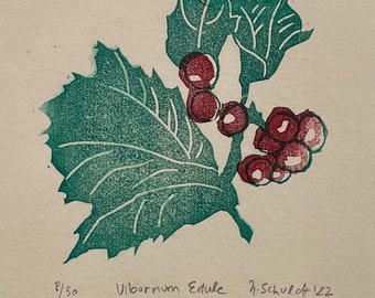 Viburnum Edule