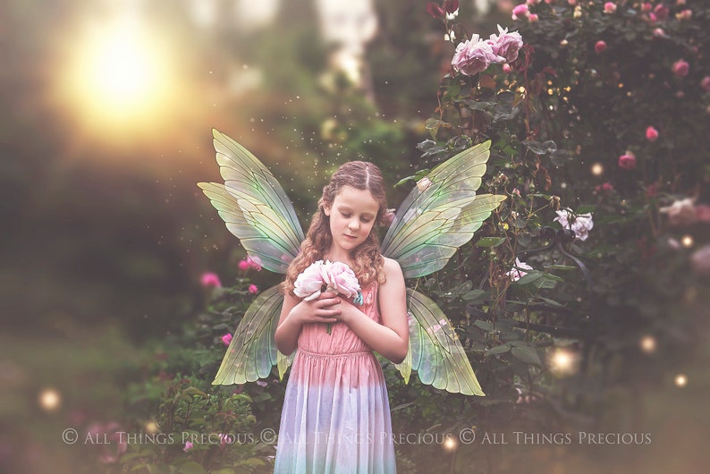 Digital Overlays for Photographers. Fairy Wings. Fairy Wing Overlays. High resolution, fine art digital assets for creating fantasy art.  Png overlay with transparent background. See through real wings for an authentic effect. Bundle. Pixie Wings.