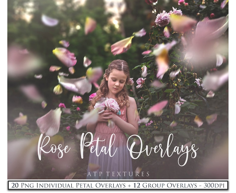 35 Png Overlays Rose Petal 6 Colour Changing Photoshop - Etsy
