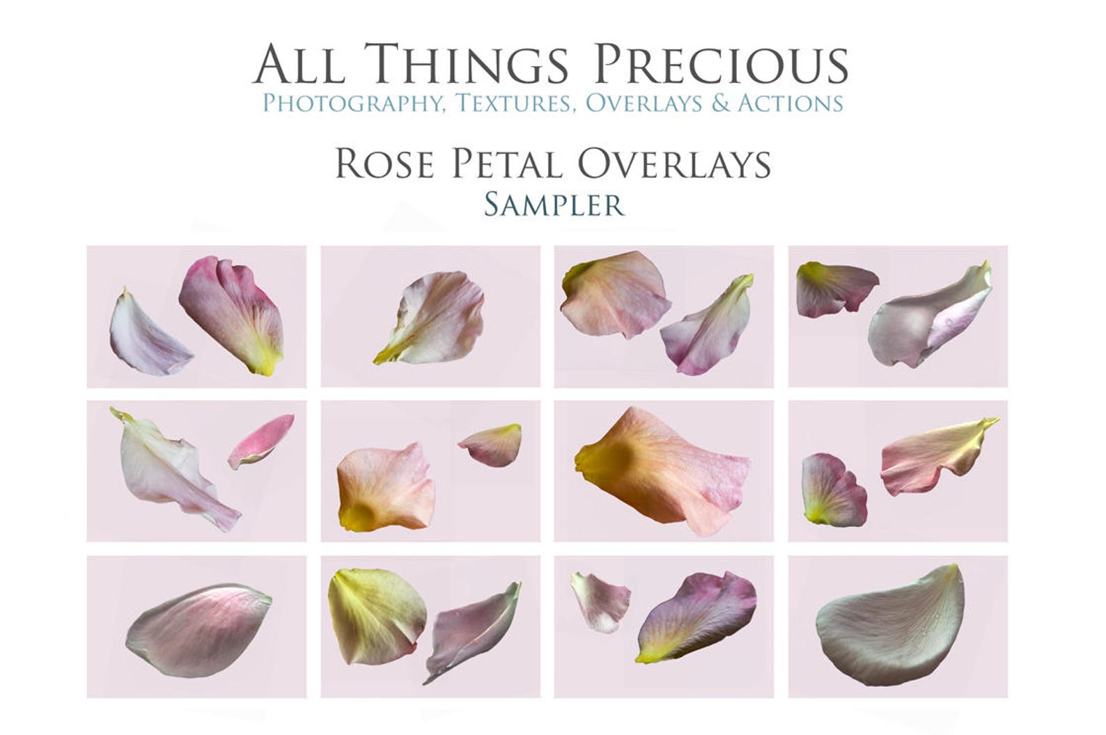 35 Png Overlays Rose Petal 6 Colour Changing Photoshop - Etsy Australia