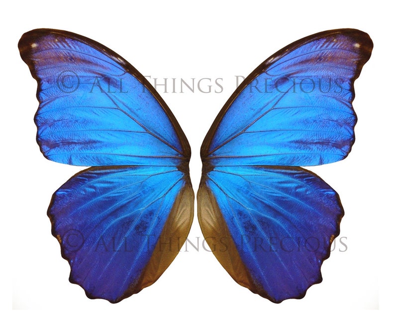 Overlays Png Butterfly Fairy Wings Set 1 Clipart Wing Etsy