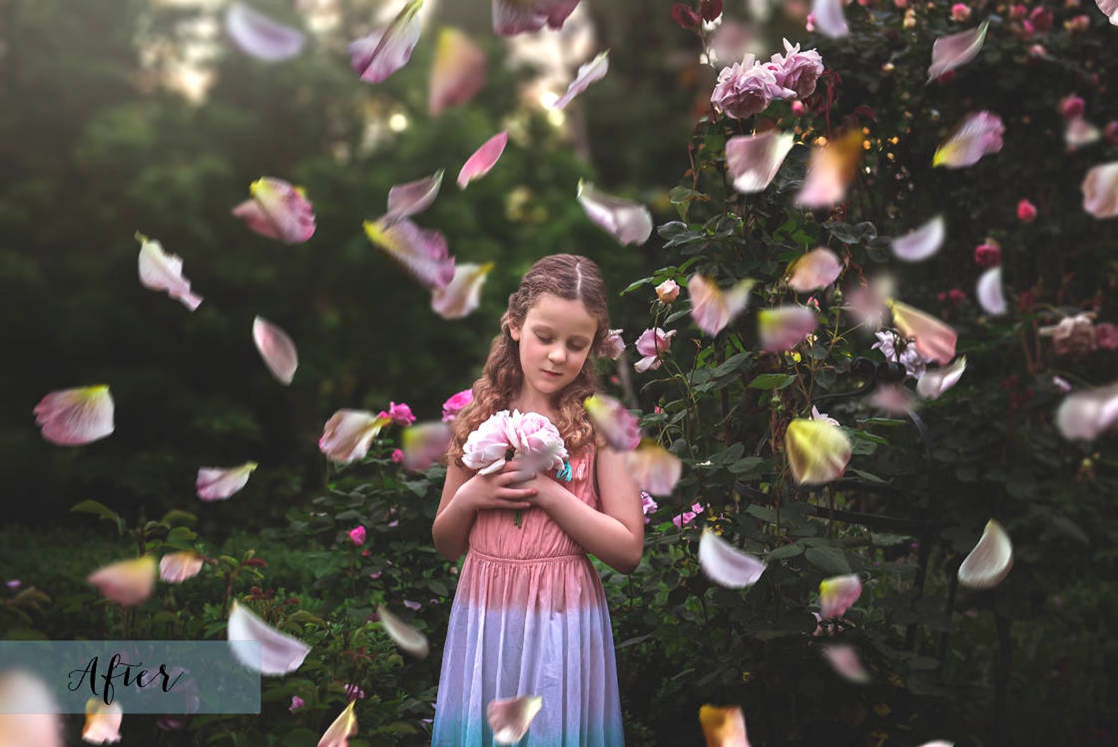 35 Png Overlays Rose Petal 6 Colour Changing Photoshop - Etsy Australia