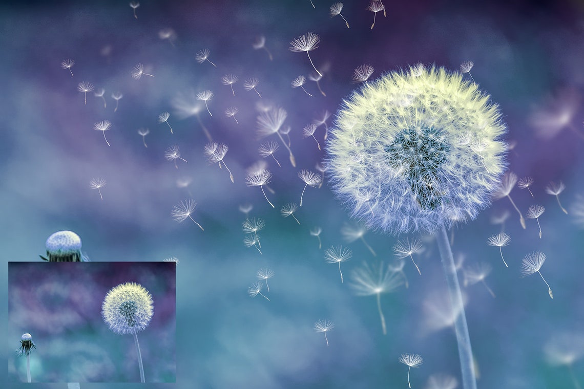 18 DANDELION Wishes OVERLAYS and 3 high res Photoshop BRUSHES image 5