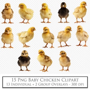 PNG CLIPART, Baby Kip Overlays, Scrapbooking. Fotografie, foto-overlay, Photoshop Digital Scrapbooking, Chick-sublimatie, AI-kunst