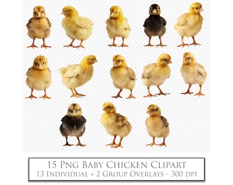 PNG CLIPART, Baby Chicken Overlays, Scrapbooking. Photography, Photo Overlay, Photoshop Digital Scrapbooking, Chick Sublimation, AI Art