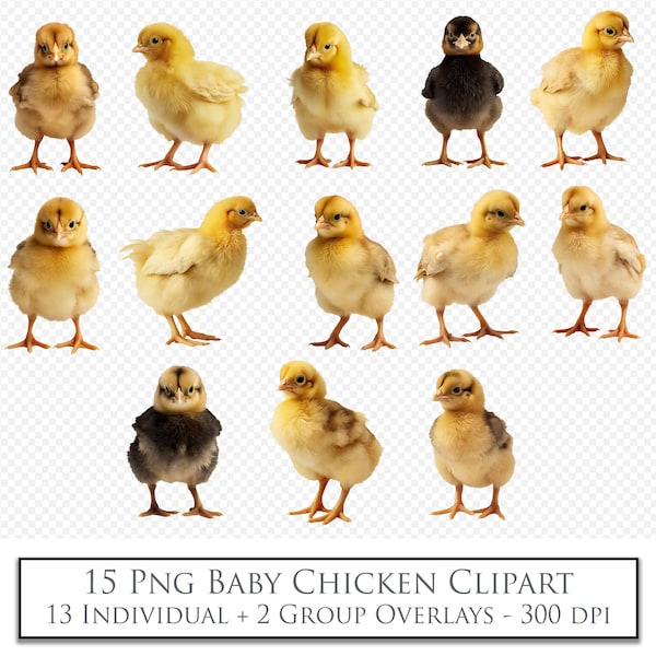 PNG CLIPART, Baby Chicken Overlays, Scrapbooking. Photography, Photo Overlay, Photoshop Digital Scrapbooking, Chick Sublimation, AI Art