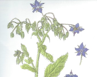 Vintage botanical print - Borago oficinalis L. - Starflower- 21