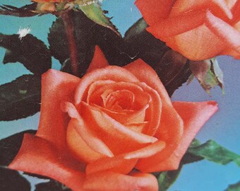 Digital Flower Pictures Com Spice Twice Hybrid Tea Rose