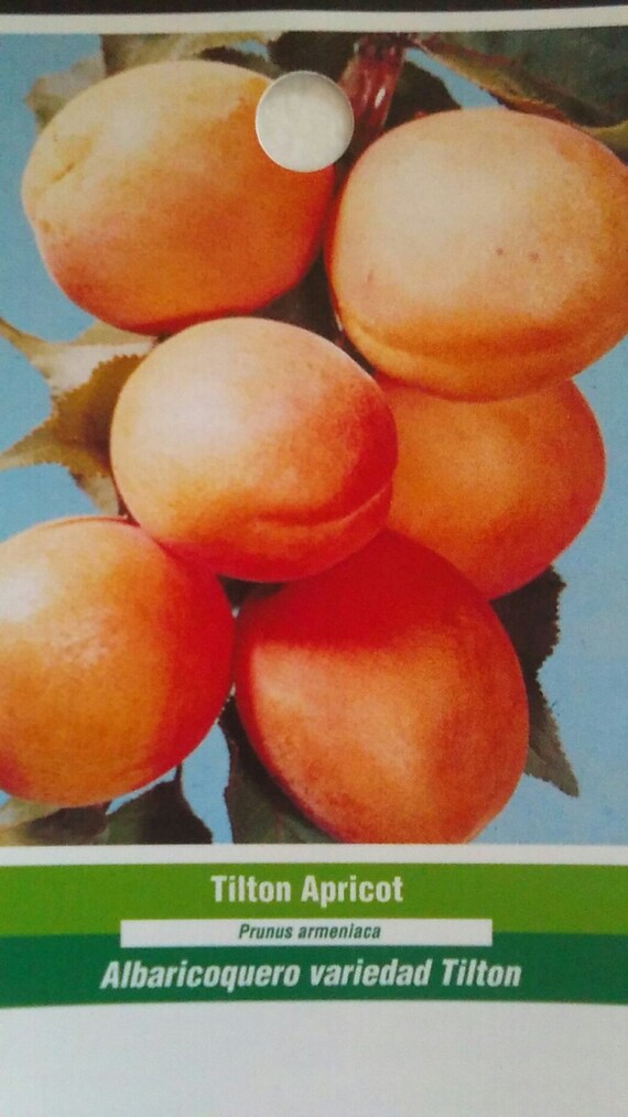 4 5 Live Tilton Apricot Tree Plant Fruit Trees Image 0