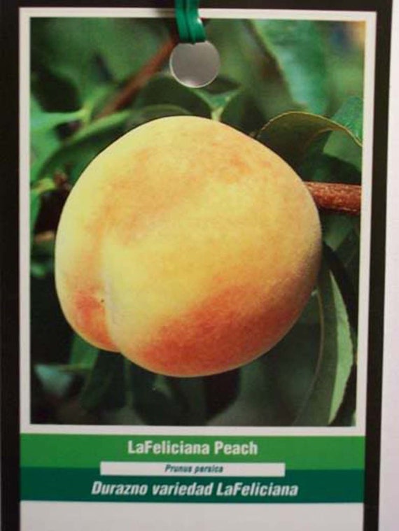 4 5 La Feliciana Peach Fruit Tree Plant Big Healthy Etsy