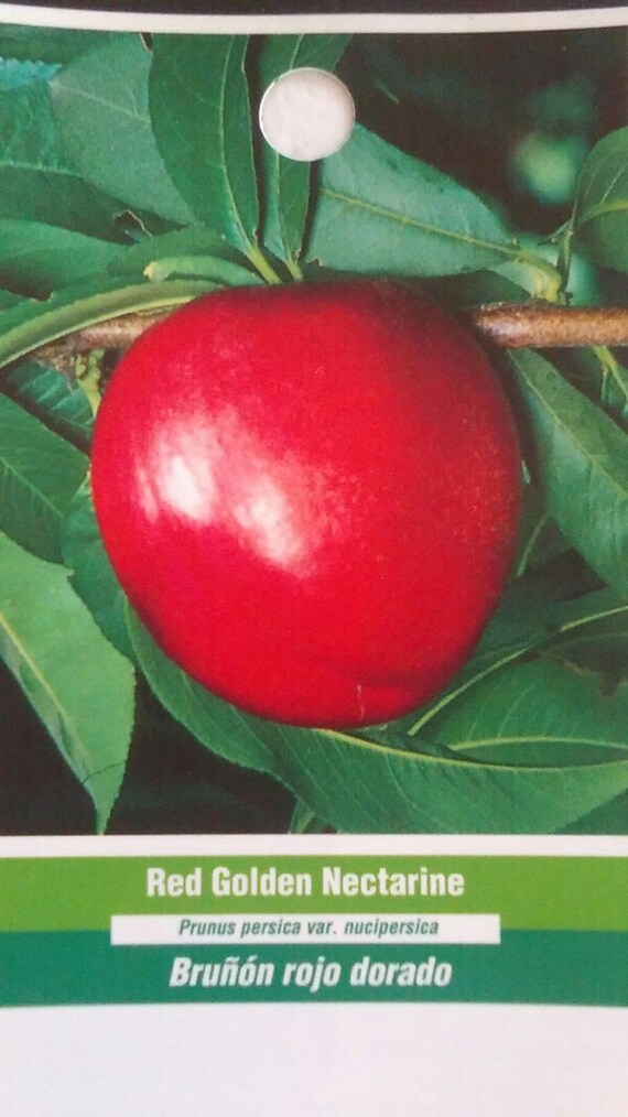 4 5 Red Golden Nectarine Tree Plant Live Fruit Trees Image 0