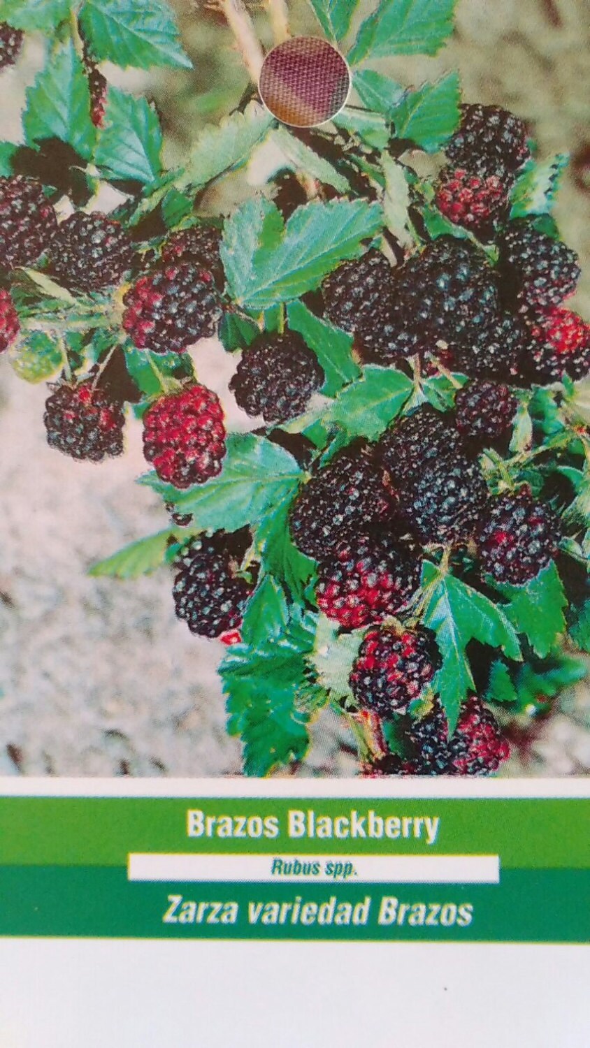 2'3' Brazos Blackberry Plant Live Healthy New Garden Etsy