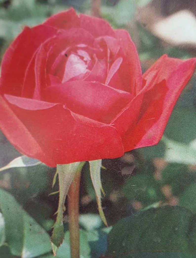 Red Masterpiece Hybrid Tea Rose Deep Red 5 Gallon Size Live Bush Plants Plant Fine Roses Garden Landscape Home Flowers Plants Decotazeen Com