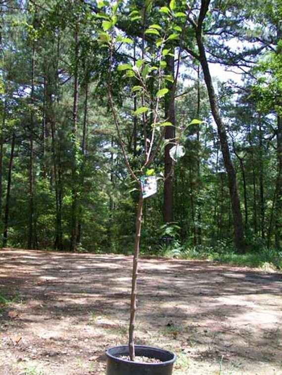 4 5 Arkansas Black Apple Fruit Tree Plant Live Trees Etsy