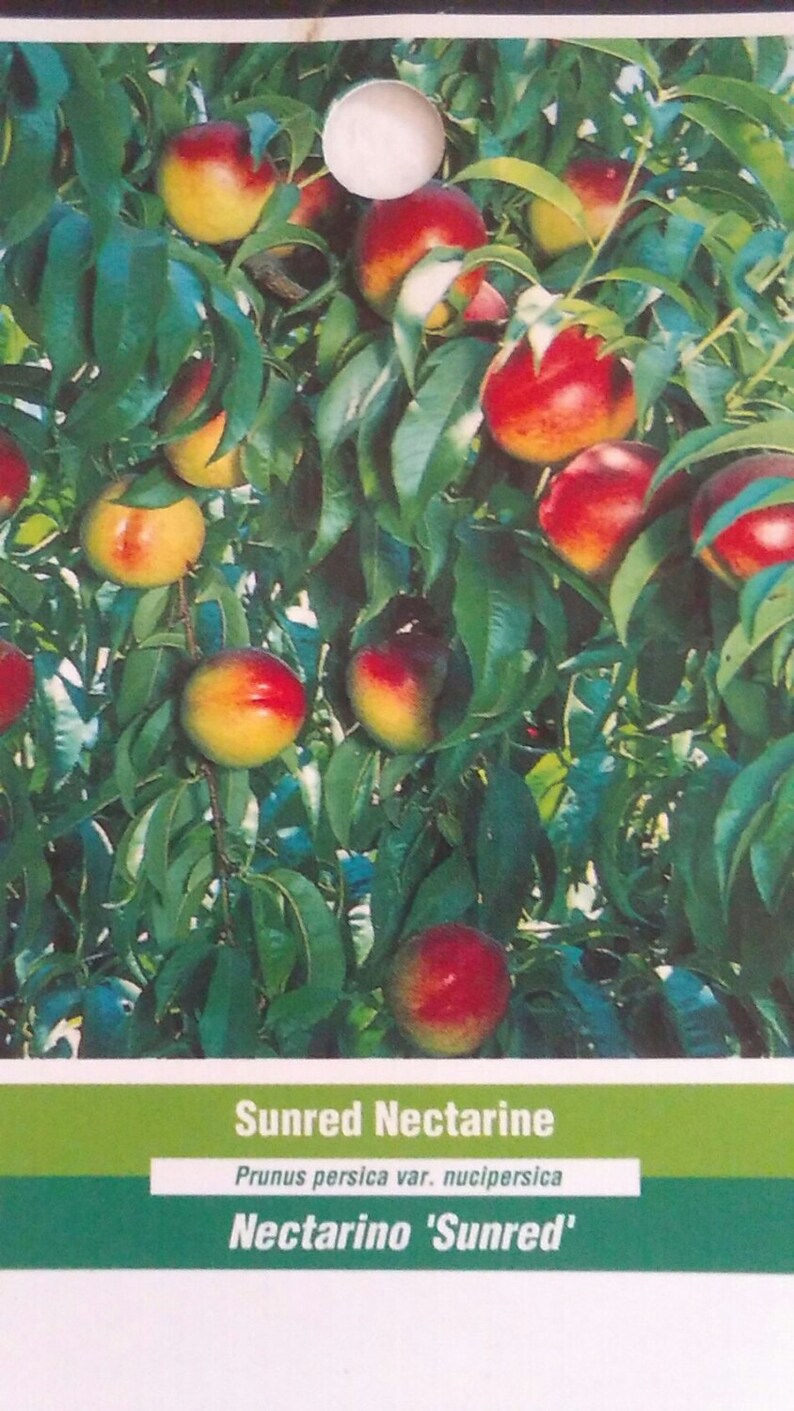 4/'-5/' Sunred Nectarine Tree Plant Live Fruit Trees Grow Your Own Healthy Fresh Natural Nectarines New Home Garden Best Orchard Plants Now