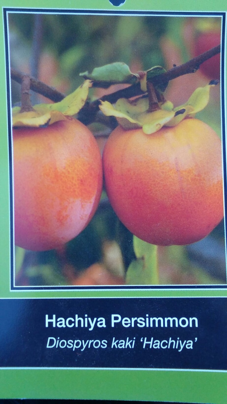 4/'-5/' Hachiya Persimmon Fruit Tree Plant Live Trees Grow Your Own Fresh Persimmons Home Garden Orchard Plants Shipped Nationwide Now