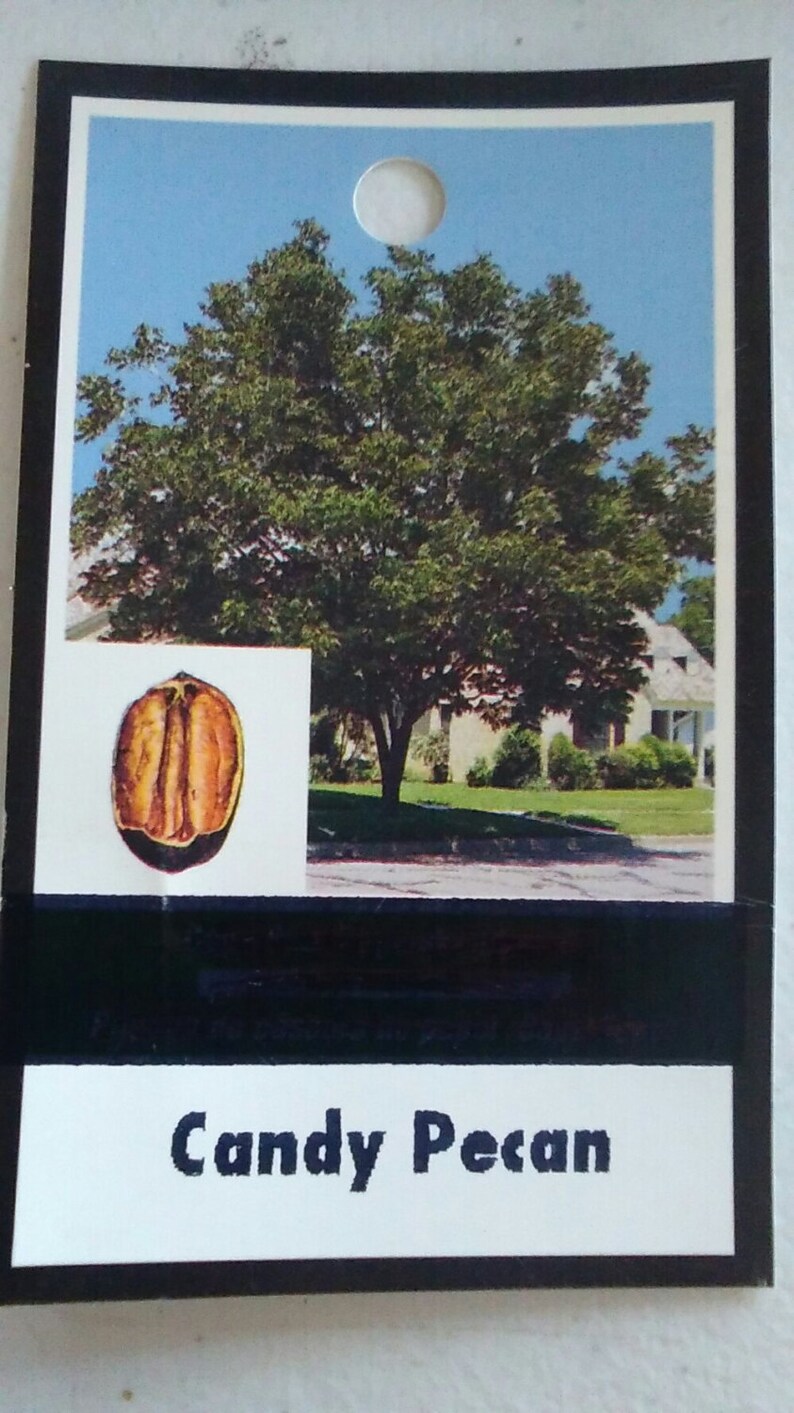 Candy Pecan Tree 7 Gallon Size Healthy Big Nuts Large Nut Etsy