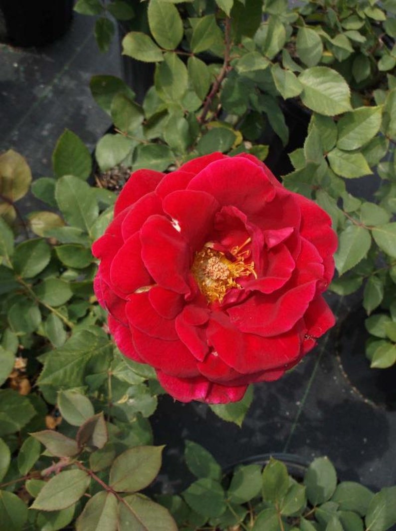 Mister Lincoln Deep Red Rose 2 Year Live Bush Plants Shrub