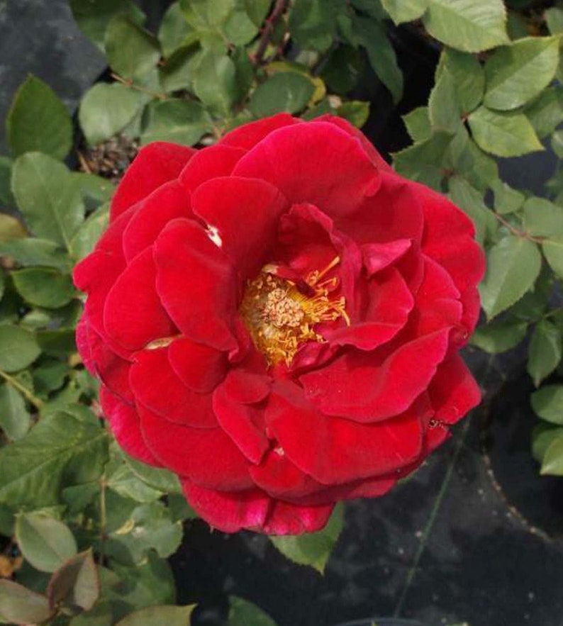 Mr Lincoln Red 4 Gallon Big Live Bush Plant Floribunda Plants Fine Roses Landscape