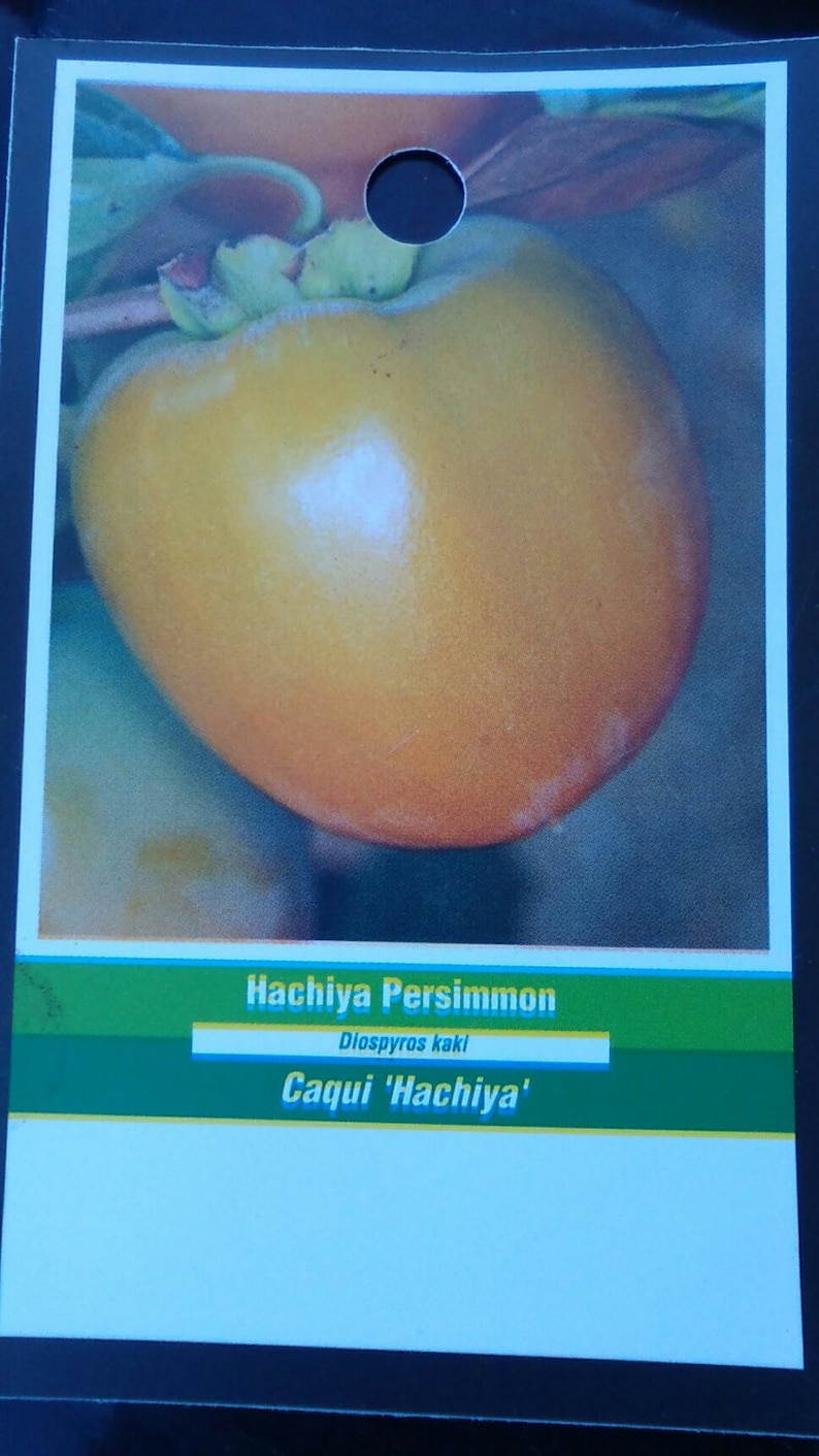 4/'-5/' Hachiya Persimmon Fruit Tree Plant Live Trees Grow Your Own Fresh Persimmons Home Garden Orchard Plants Shipped Nationwide Now