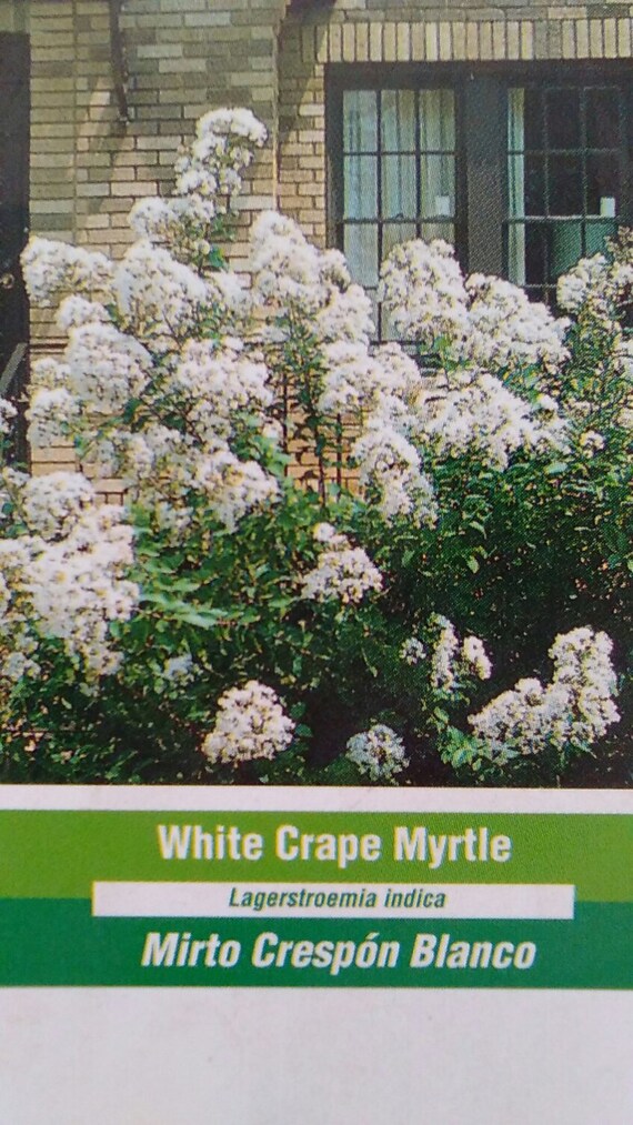 The Fairy Pink Earthkind Rose 2 Gal Size Bush Disease Resistant Shrub Roses Home