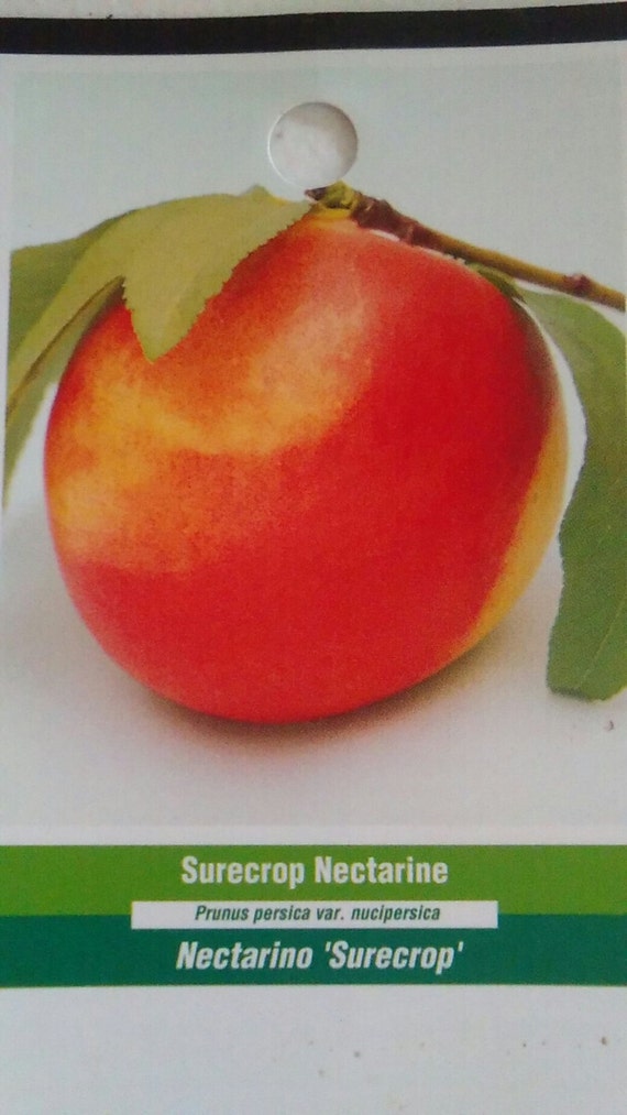 Download Akzeptiere var du nicht aendern kannst Desktop Wallpaper Free Akzeptiere Var Du Nicht Aendern Kannst