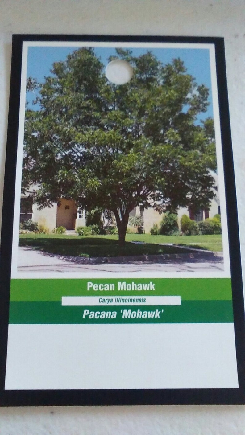 Pecan Mohawk Tree 7 Gallon Size Healthy Big Nuts Large Nut Etsy