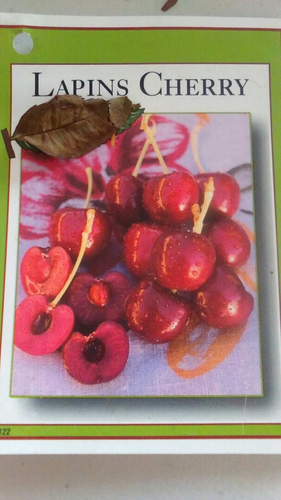 4ft Live Lapins Cherry Tree Sweet Cherries Trees Now Ship To Etsy