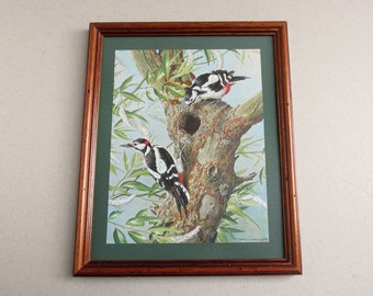 Great Spotted Woodpeckers by Basil Ede (1969) Vintage Bird Art Print in Wooden Frame Sized 10 7/10 x 8 7/10 ins