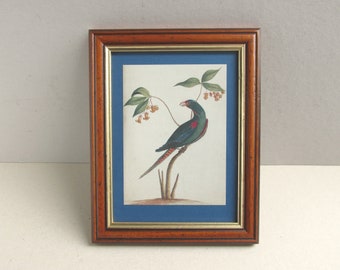 Swift Parrot by John Hunter (b 1737) Vintage Edition Small Art Print in Wooden Frame Sized 9 6/10 x 7 6/10 ins