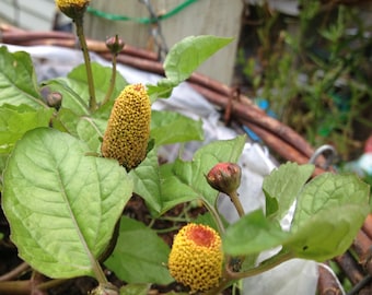 Spilanthes/Seeds/'Toothache Plant'/'Eye Ball Plant'/Acmella oleracea/Maui Seeds/Herb Seeds/Buzz Buttons/Seeds/Herb Garden/Container Suitable
