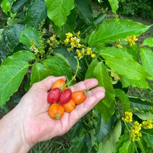 Pu&ograve; includere: Un grappolo di piccoli frutti ovali nelle tonalit&agrave; del rosso e dell'arancione tenuti in un palmo, davanti a una pianta dalle foglie verdi con grappoli di fiori gialli e gocce d'acqua visibili sul fogliame.