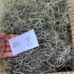 Tillandsia usneoides/Air Plant/Air Plant/Live Moss/HINAHINA/'Pele's Hair'/LEI making/Easter Basket GRASS/Spanish Moss/Living Lei Med. fl. rt. BOX