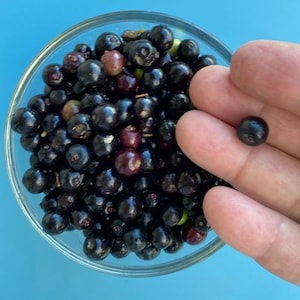 May include: A clear glass bowl filled with a large quantity of small, round, dark purple and black berries. A single, small, round, dark purple berry is held separately, showcasing its smooth, shiny skin and compact, spherical shape.