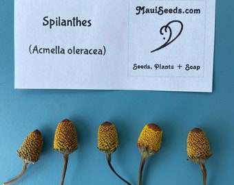 Spilanthes/Dried FLOWER/WHOLE Flower/'Toothache Plant'/'Eye Ball Plant'/Acmella oleracea/Maui Seeds/Herb/Buzz Buttons/